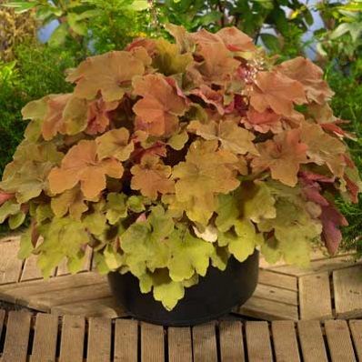 Heuchera x Marmelade Caramell
