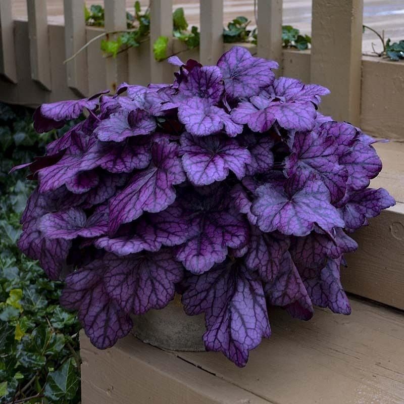Heuchera x Forever Purple