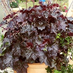 Heuchera Americana Purple Palace