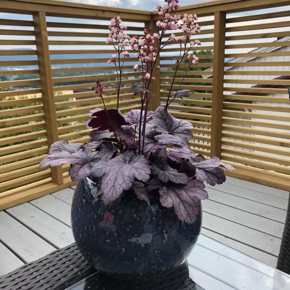Heuchera x Shanghai