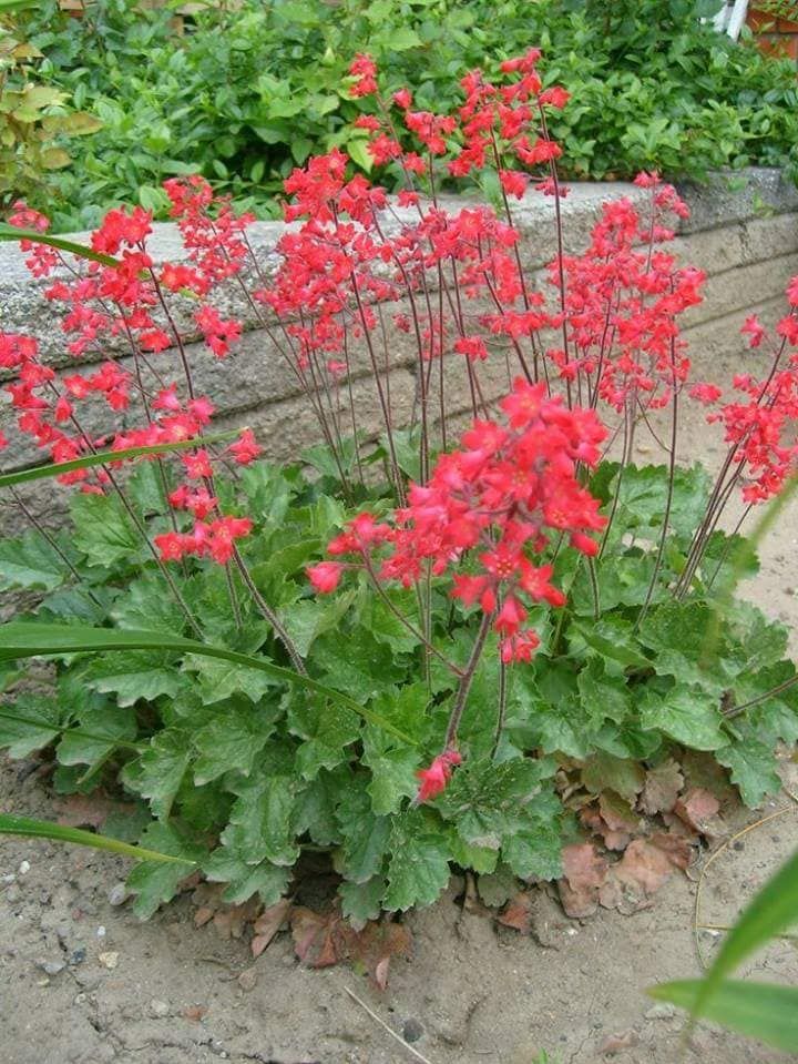 Heuchera Sanguinea Corall Forrest (Ruby Bells)