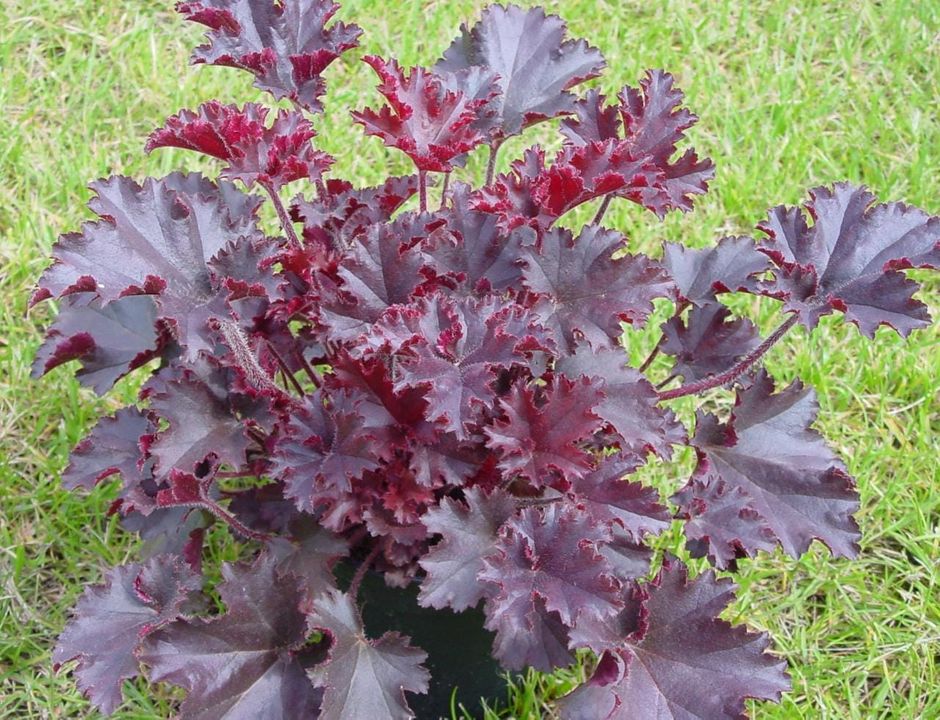 Heuchera Americana Melting Fire