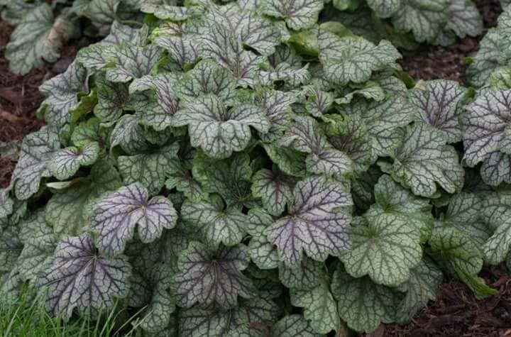 Heuchera  Americana Marble Silver