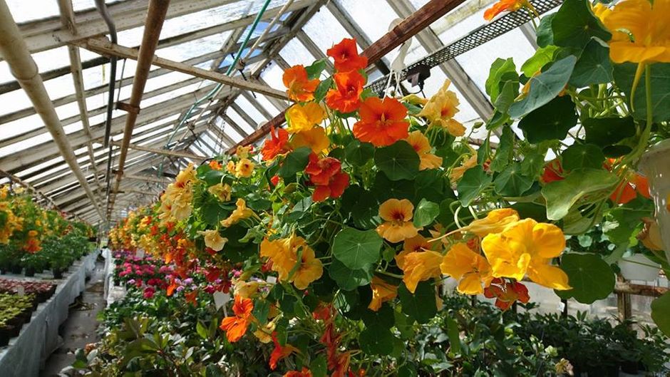 Blomkarrse i ampler