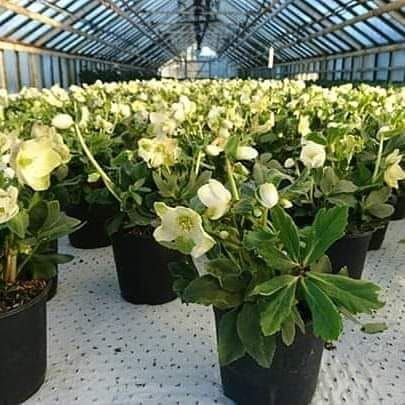 Etterhvert ble det mye JULEROSER frem fra 3/4 ferdige planter