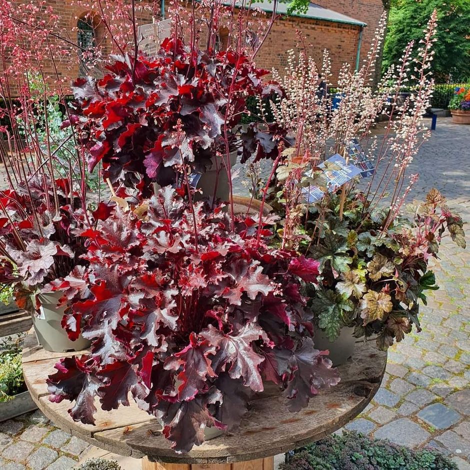 Det blir MYE mer satsing på STORE planter i år. En rekke fjorårs og forfjorårs  sorter er å få i 23 potter og 27 cm. krukker/ampler
