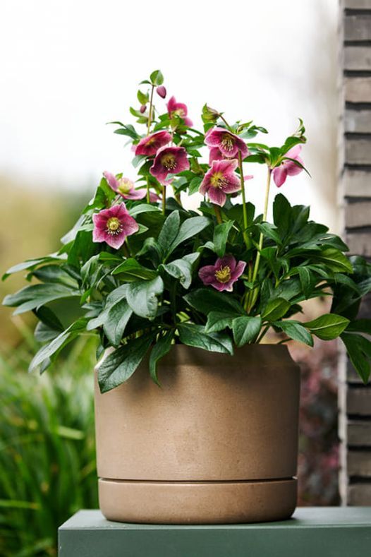 Helleborus orientalis ViV Victoria