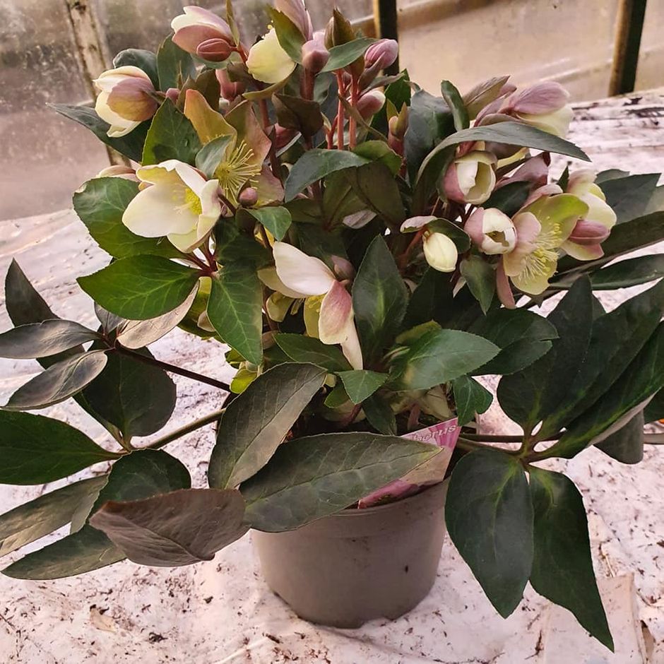 Helleborus ViV Valeria
