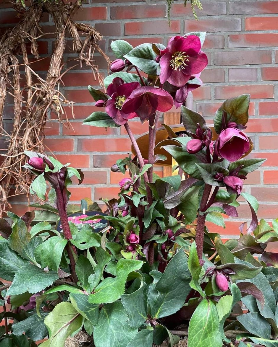 Helleborus Ic'n roses dark red.