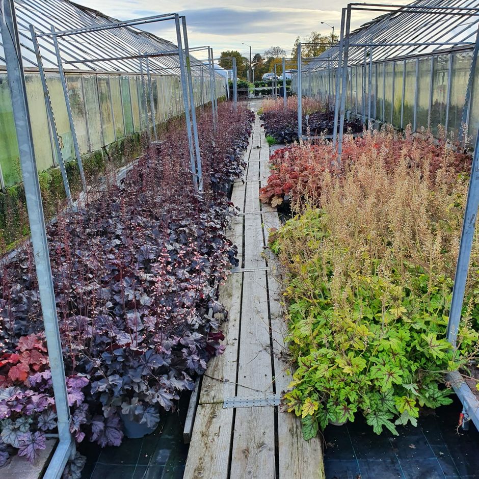De store plantene i 23 og 27 cm. potter blir ennå større neste år